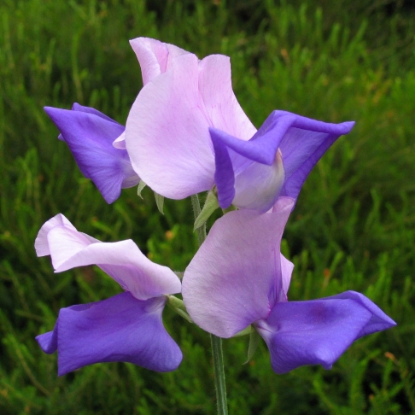 Picture of Sweet Pea - Erewhon